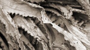 Avvizzimento batterico: i sintomi per riconoscere questa grave malattia delle piante