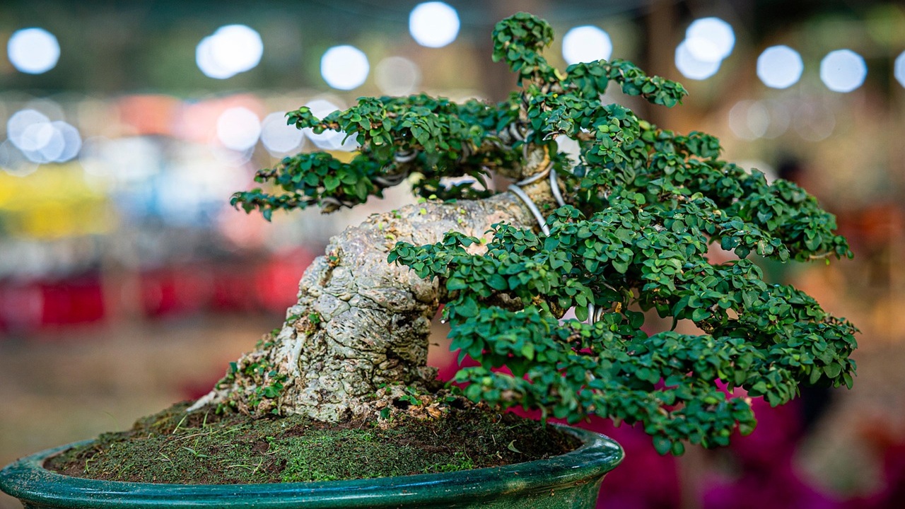 bonsai foglie