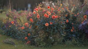 7 bulbi estivi da piantare in primavera (se volete avere un giardino estivo colorato)