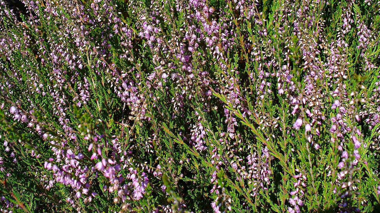 calluna brugo