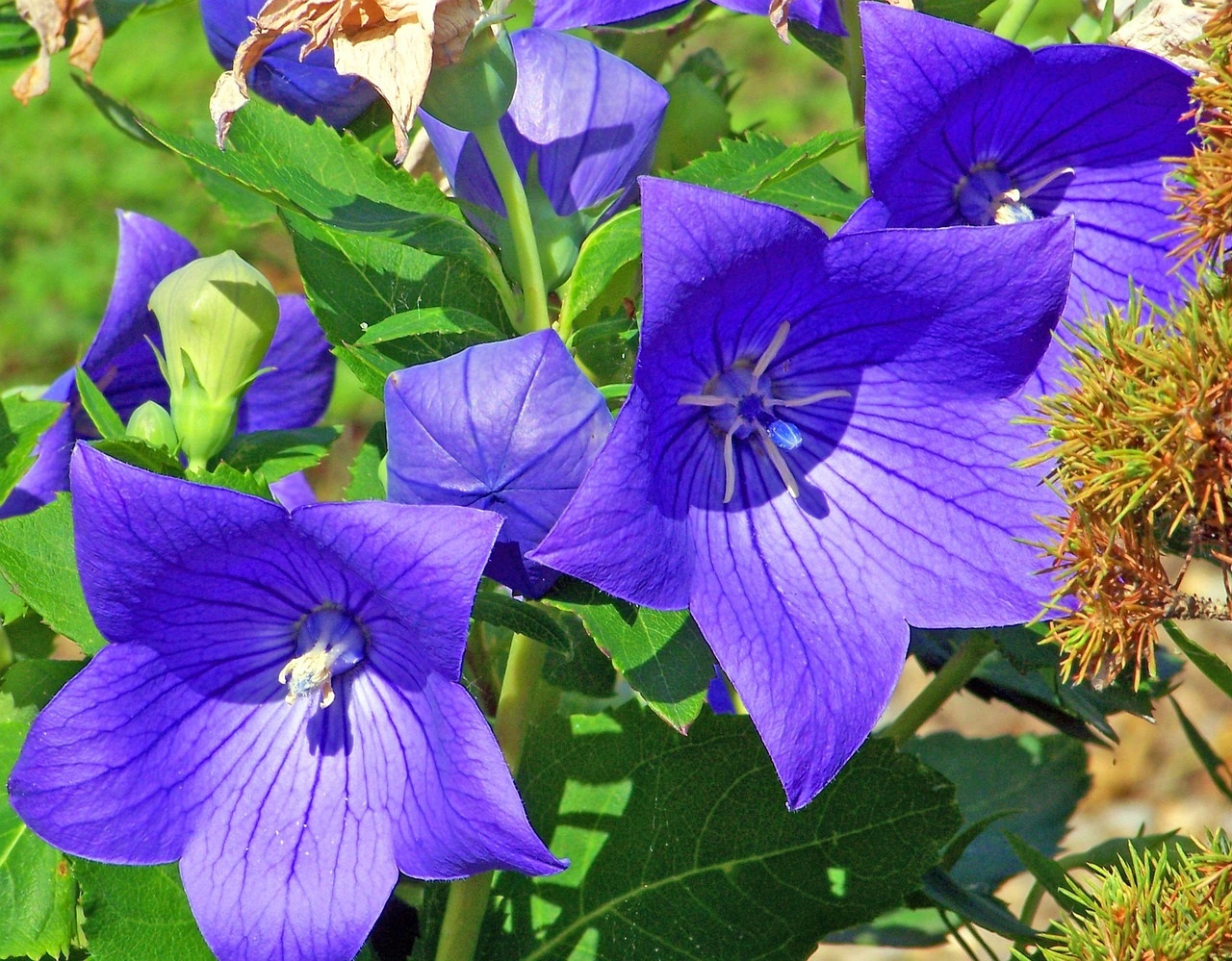 campanula cinese