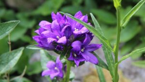 Campanula glomerata: come coltivare con successo questi splendidi fiori viola