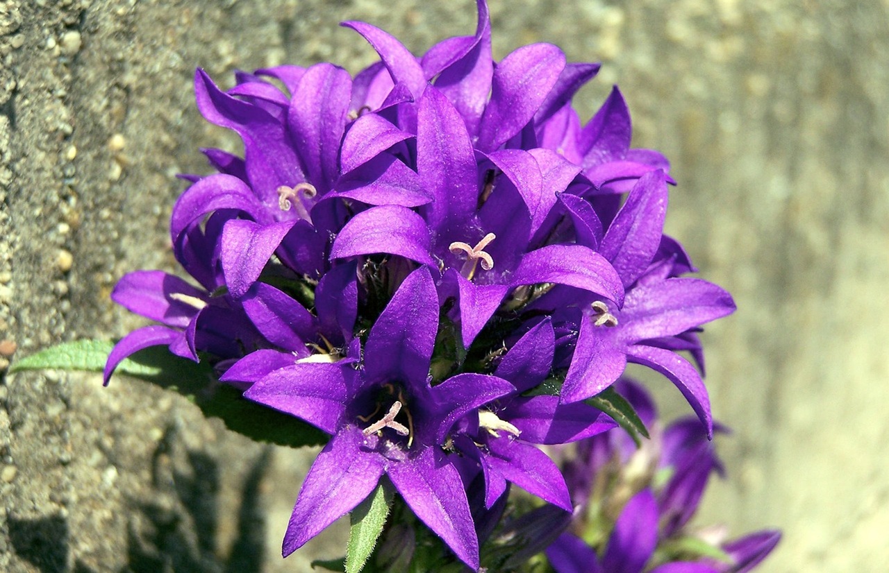 campanula agglomerta viola