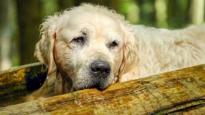Compost in giardino, il pericolo nascosto e insospettabile per cani e gatti