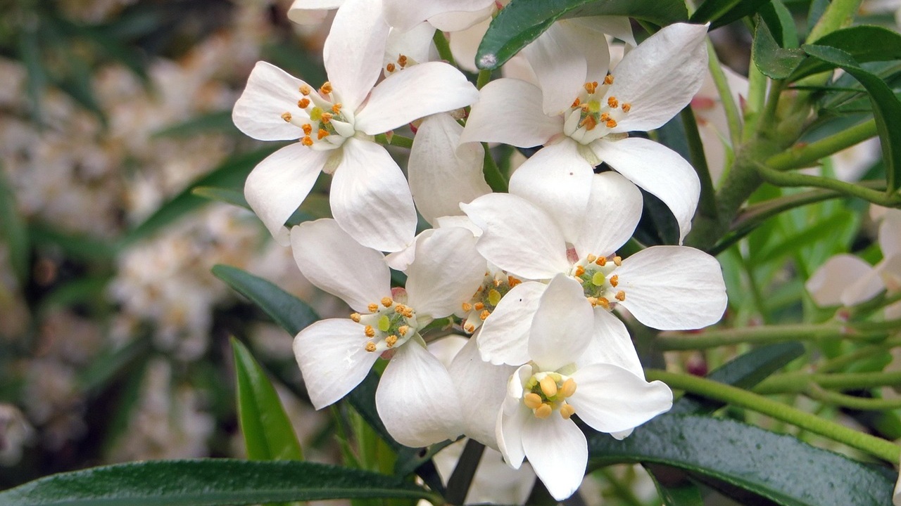 choysia ternata