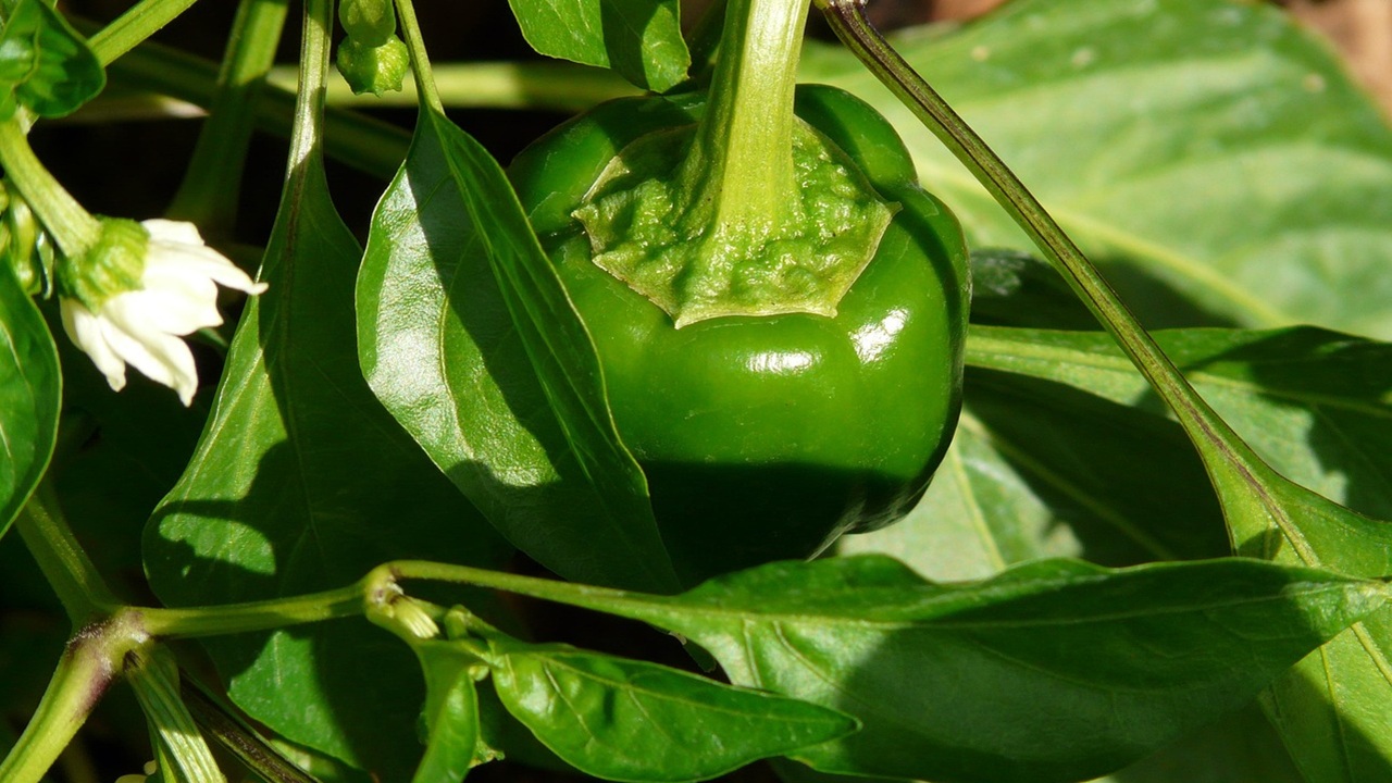 cimare peperoni