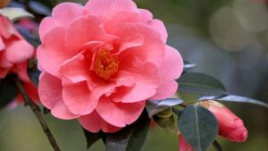 Colori delle camelie: significato nel linguaggio dei fiori