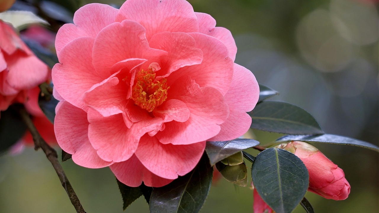 colori camelie