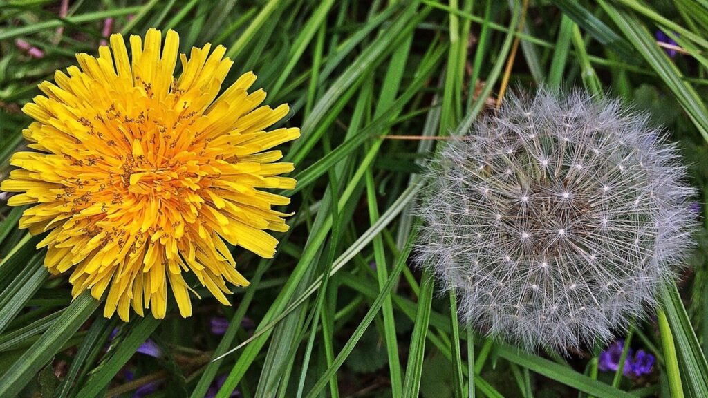 7 erbacce primaverili da eliminare prima che invadano il giardino