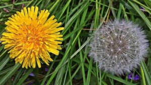 7 erbacce primaverili da eliminare prima che invadano il giardino