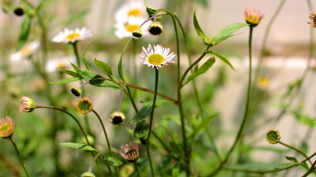 erigeron