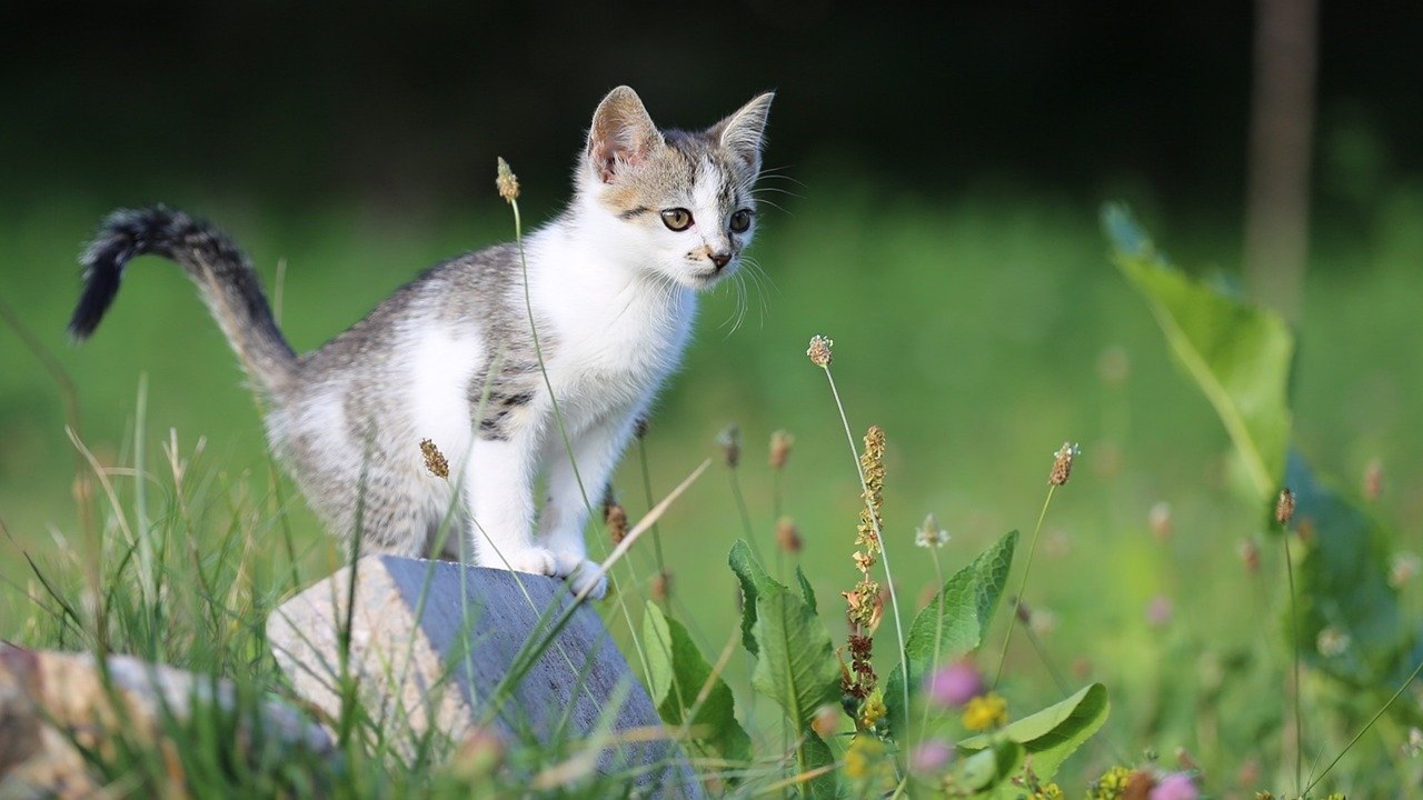 escrementi gatto