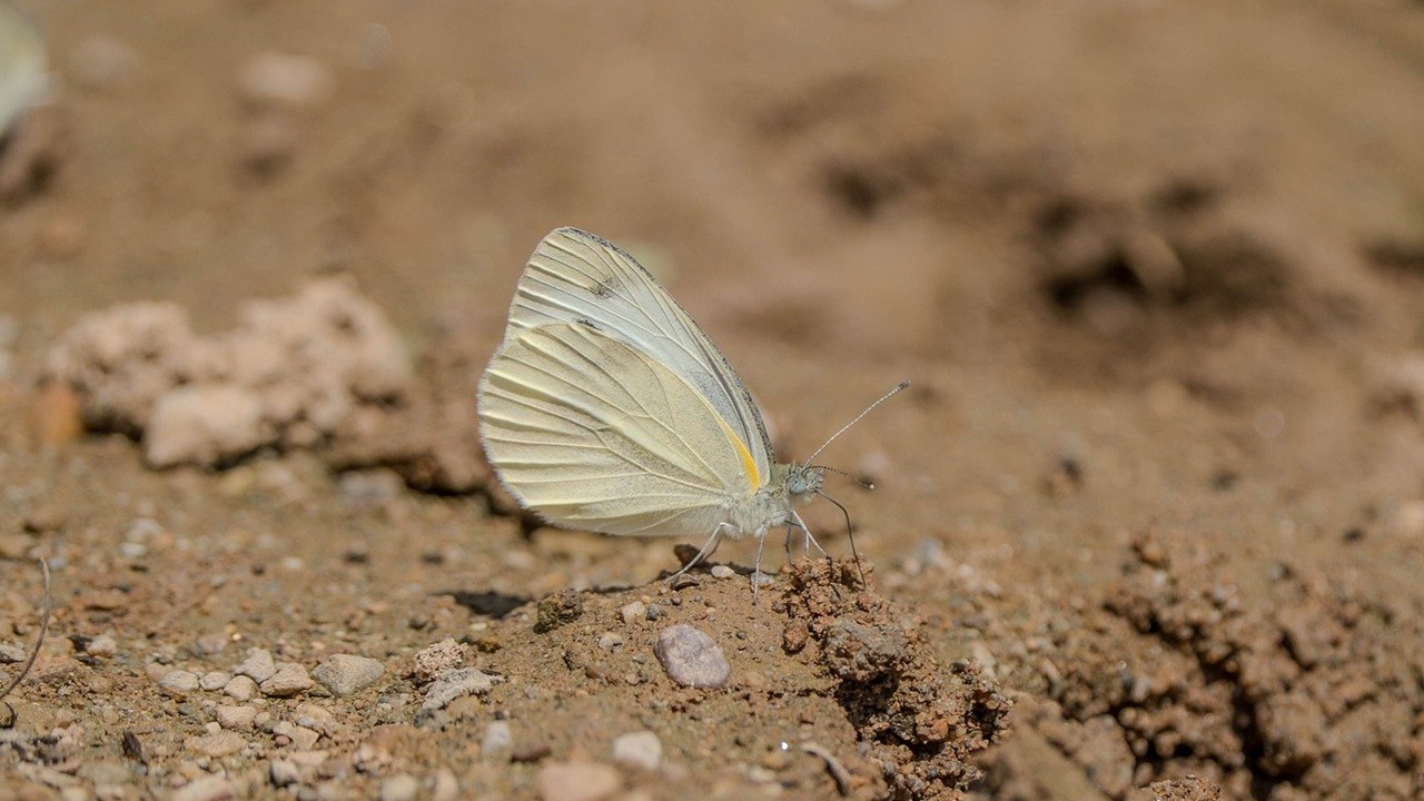 farfalla cavolaia