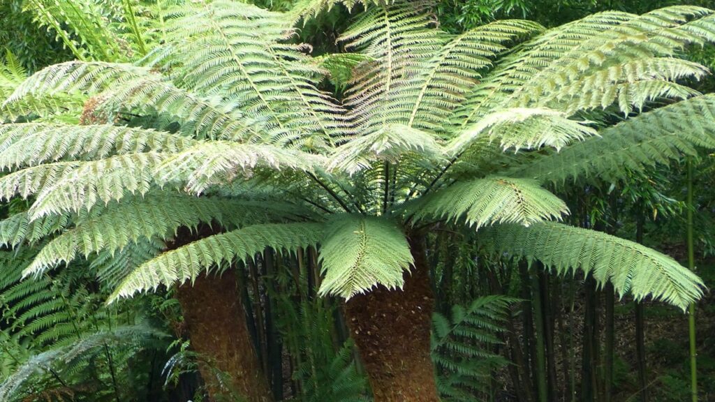 Felce arborea australiana: come coltivare questo alberello da patio