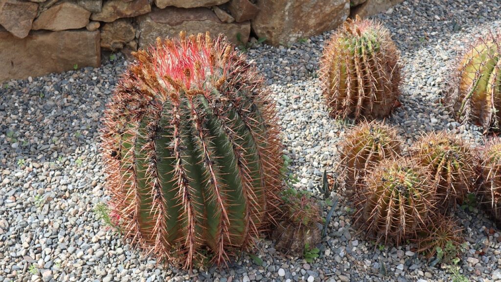 Ferocactus: trucchi e segreti per coltivare questa succulenta colonnare