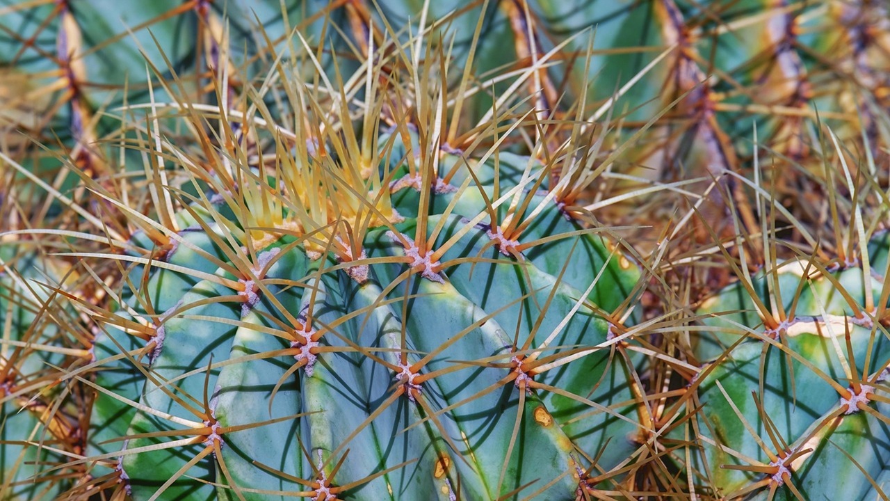 ferocactus spine
