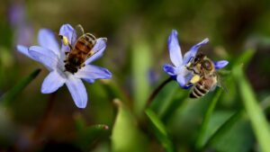 Come attirare le api in giardino usando fiori blu