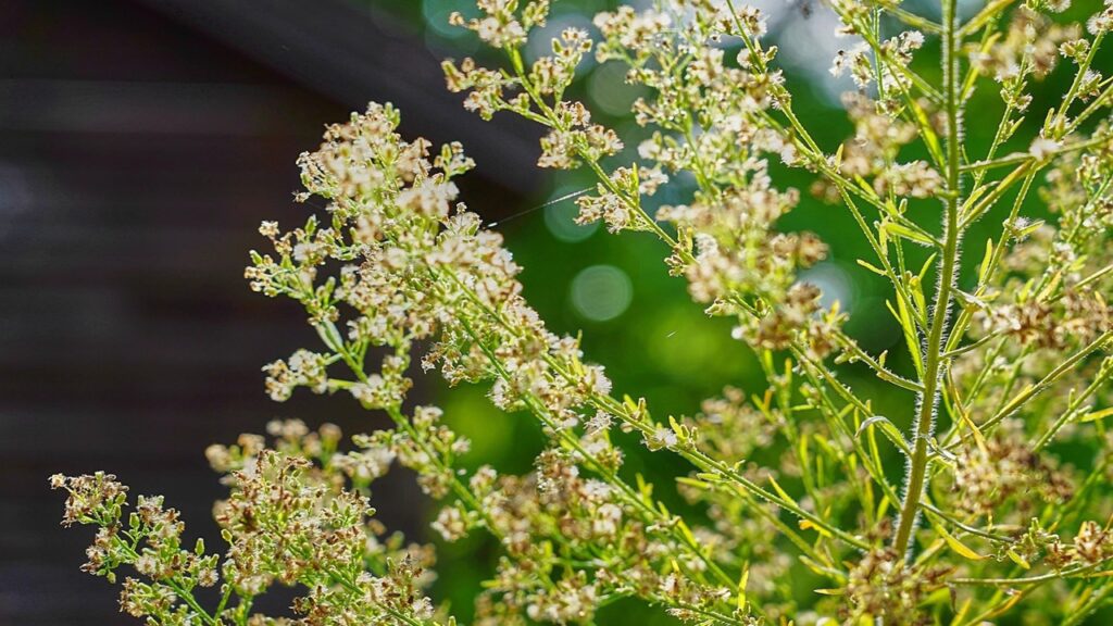 Floema nelle piante: cos’è e a cosa serve?