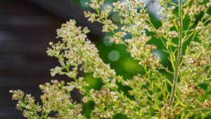 Floema nelle piante: cos’è e a cosa serve?
