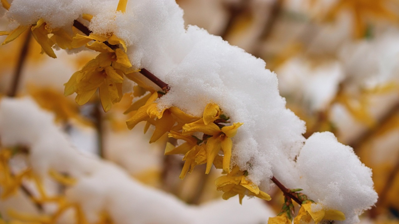 forsizia neve