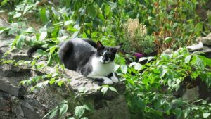 I gatti tengono lontani gli uccellini dal giardino? Ecco cosa fare