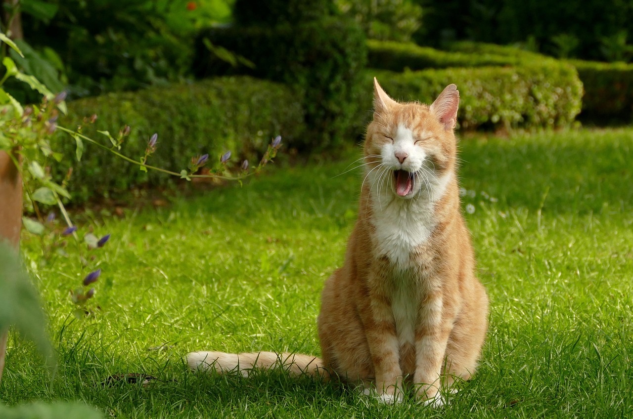 gatti giardino uccellini