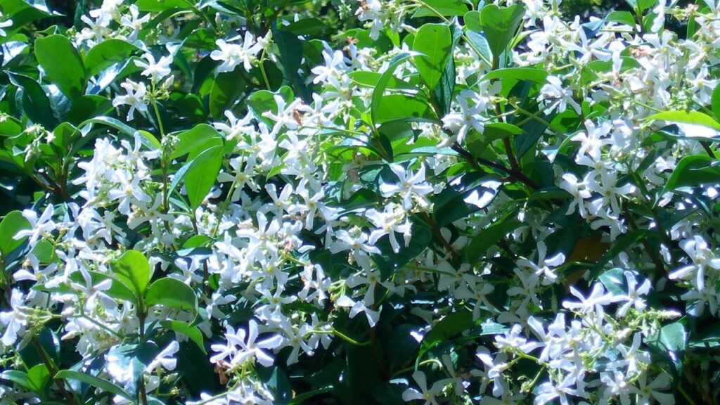 Gelsomino stellato: le 4 cose da fare per vederlo fiorire