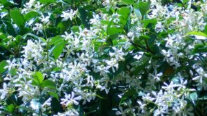 Gelsomino stellato: le 4 cose da fare per vederlo fiorire