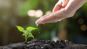Come rendere il giardinaggio più ecologico e sostenibile