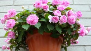 Impatiens Rockapulco: trucchi per coltivare con successo questi fiori simili a rose