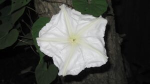 Ipomoea alba: come prendersi cura del fiore di luna o Ipomoea noctiflora