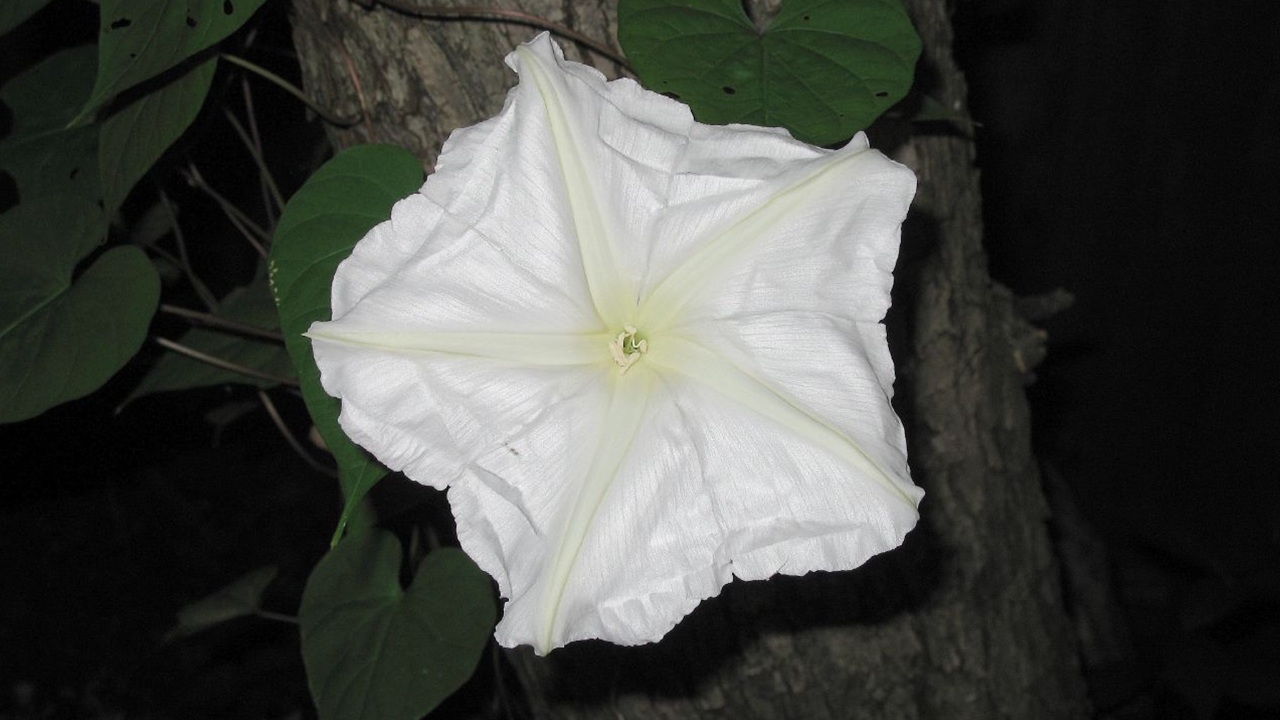 ipomoea alba fiore