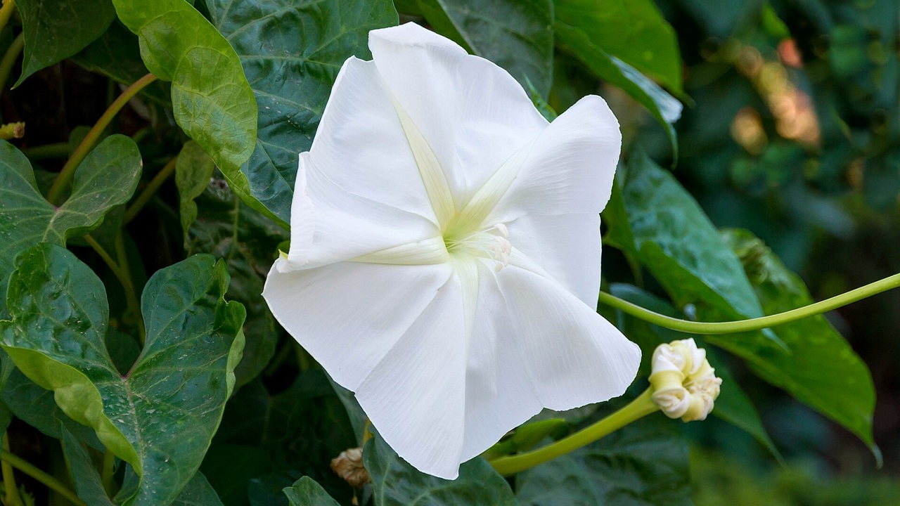 ipomoea noctiflora
