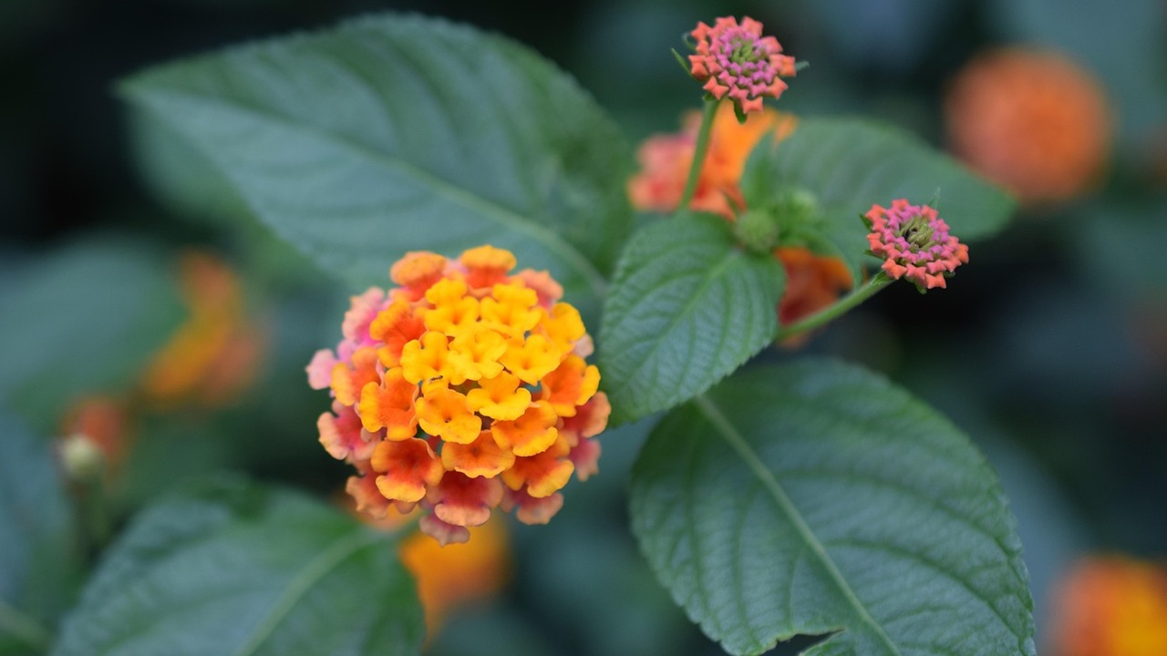 lantana