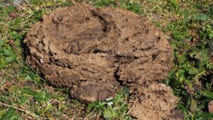 Letame maturo: che cos’è e cosa serve?