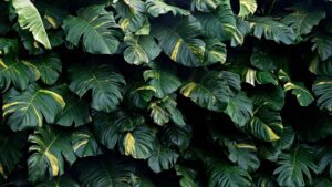 Monstera: come moltiplicarla praticamente gratis