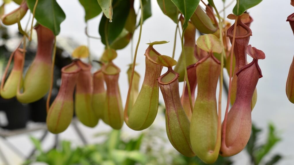 Nepenthes alata: come coltivare questa pianta carnivora perfetta per i vasi sospesi