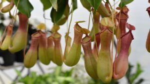 Nepenthes alata: come coltivare questa pianta carnivora perfetta per i vasi sospesi