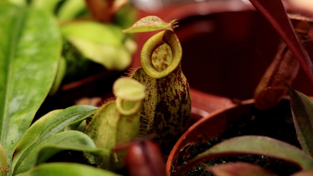 nepenthes alata carnivora