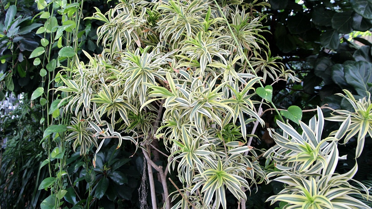 pianta ragno