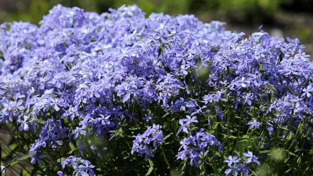 7 piante perenni da ombra che riempiono gli spazi (ma senza diventare invasive)