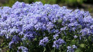 7 piante perenni da ombra che riempiono gli spazi (ma senza diventare invasive)
