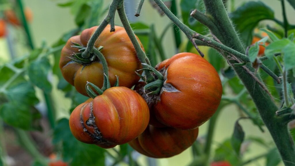 pomodori malati