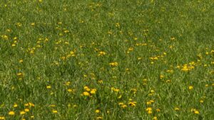 Prato stressato? Forse perché non avete rispettato la “regola del terzo”