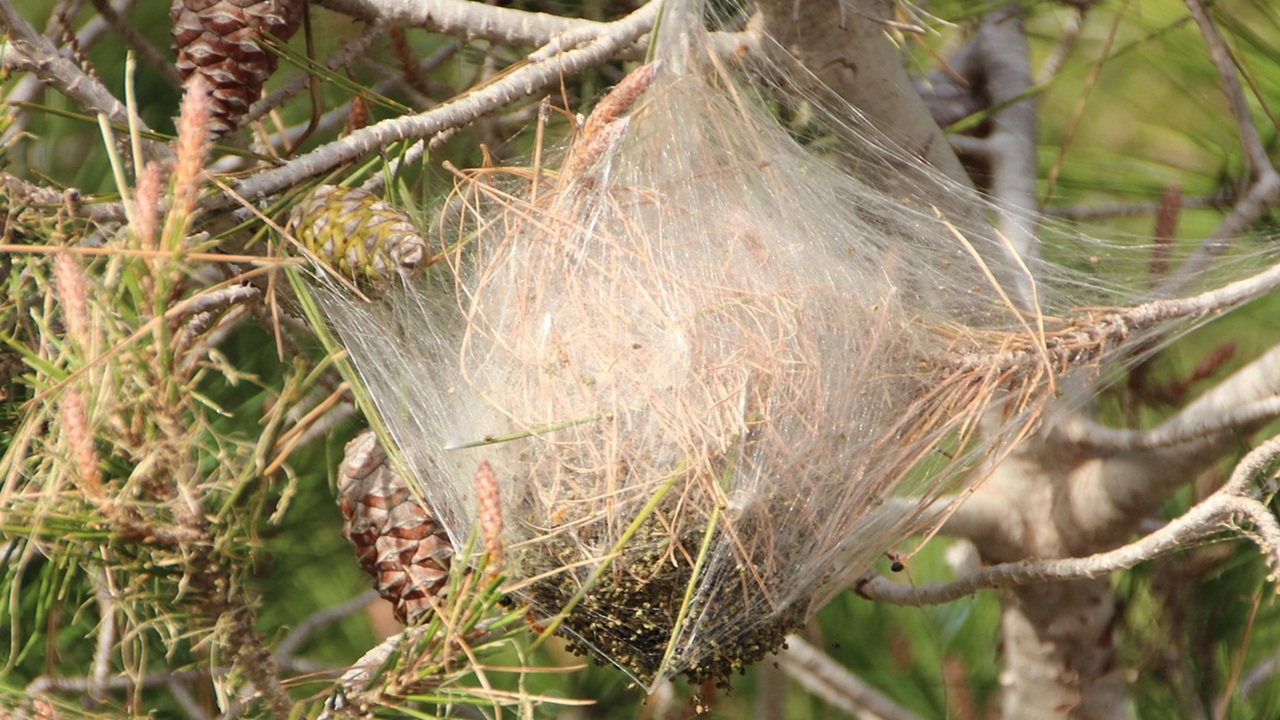 processionaria pino