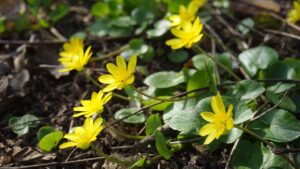 Ranunculus ficaria: curiosità su questa pianta infestante dai fiorellini gialli