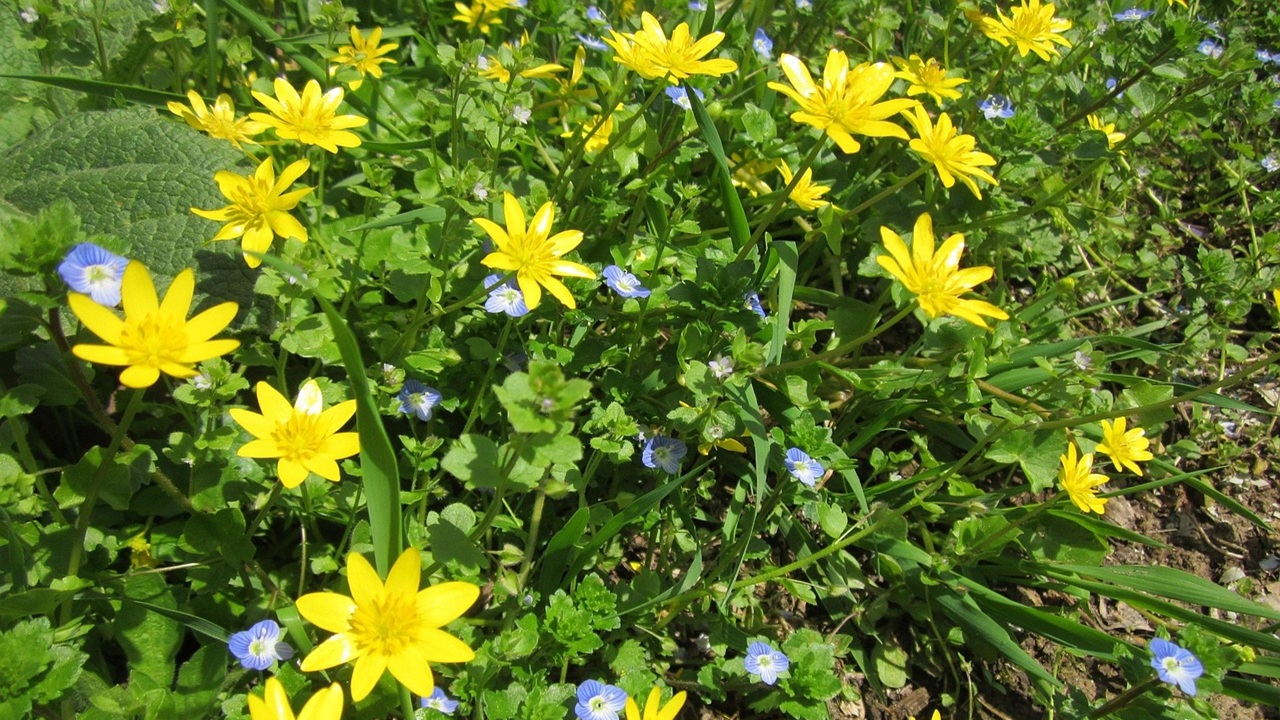 ranunculus ficaria fiori