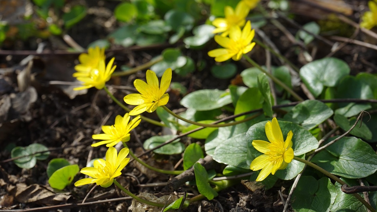ranunculus ficaria