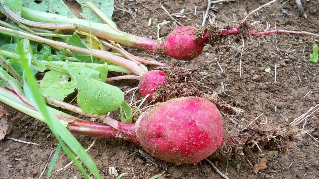 5 ortaggi primaverili a crescita rapida, per raccolti in meno di 1 mese