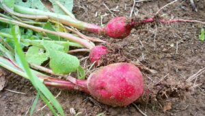 5 ortaggi primaverili a crescita rapida, per raccolti in meno di 1 mese